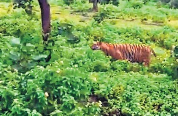 tiger kills youth in komuram bheem asifabad dist