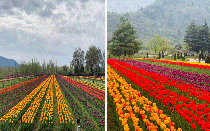 Millions of tulips bloom in Kashmir